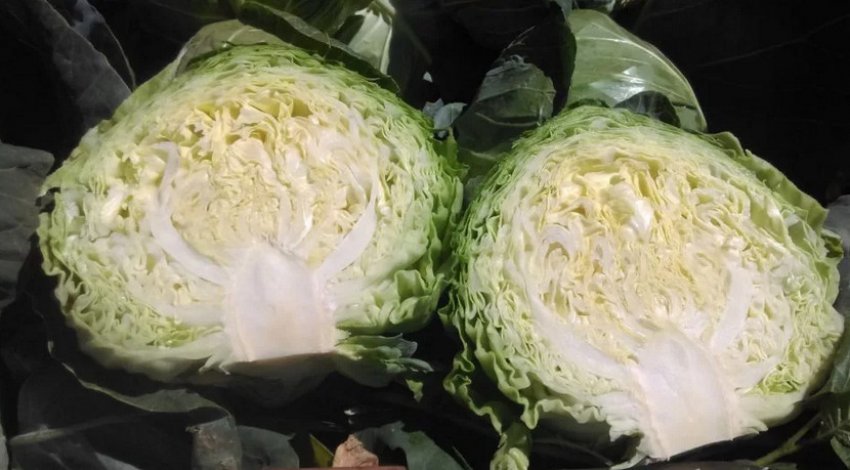 Розрізана головка капусти Єтма Розрізана головка капусти Єтма