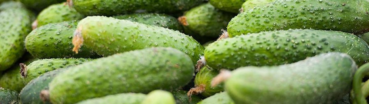 Сорт огірків Патті: опис, характеристика, вирощування і догляд