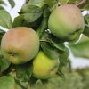 Уралка яблоки посадка и уход в открытом грунте