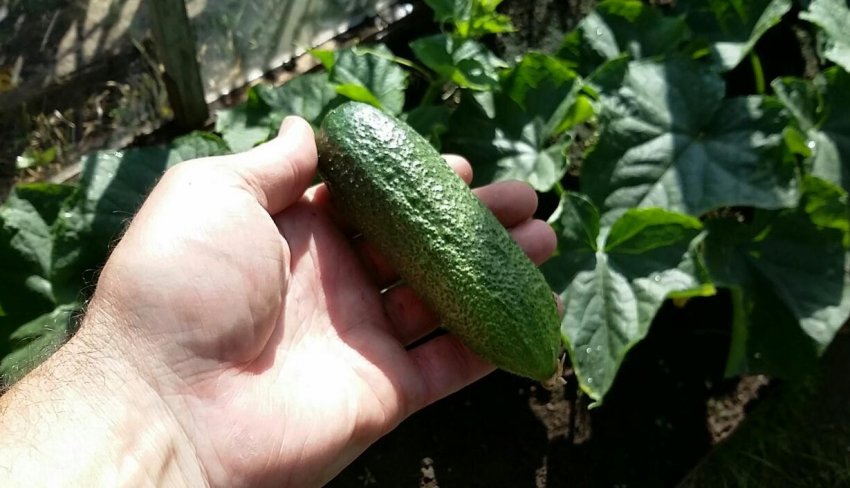 Огірок Патті Огірок Патті