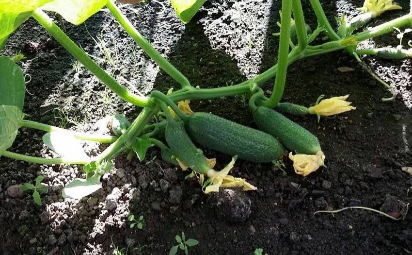 Огірки сорту Патті f1 Огірки сорту Патті f1