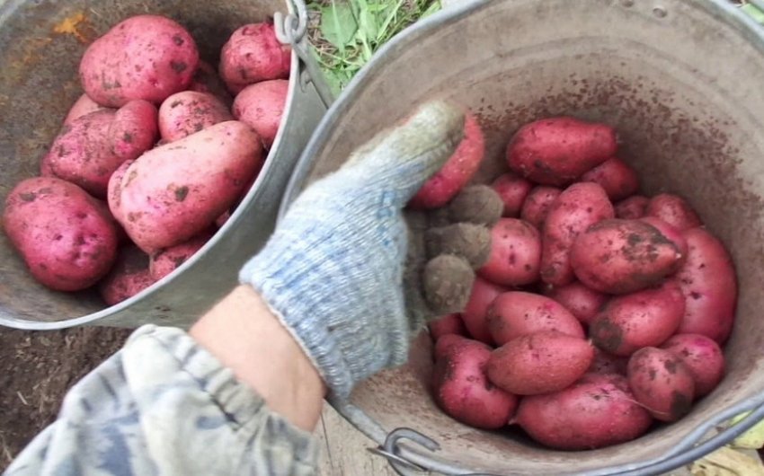 Сорт картоплі Розалінд Сорт картоплі Розалінд