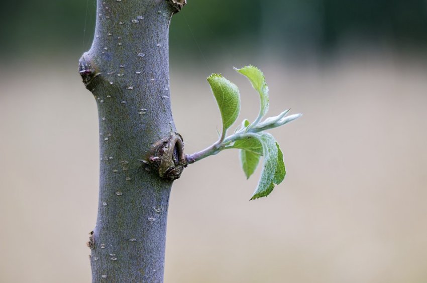 Стовбур молодої яблуні Кутузовец