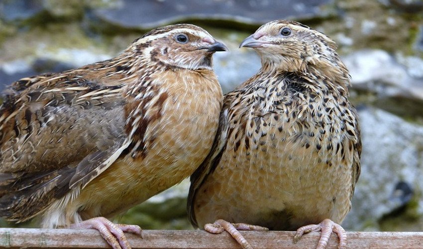 Розведення перепелів