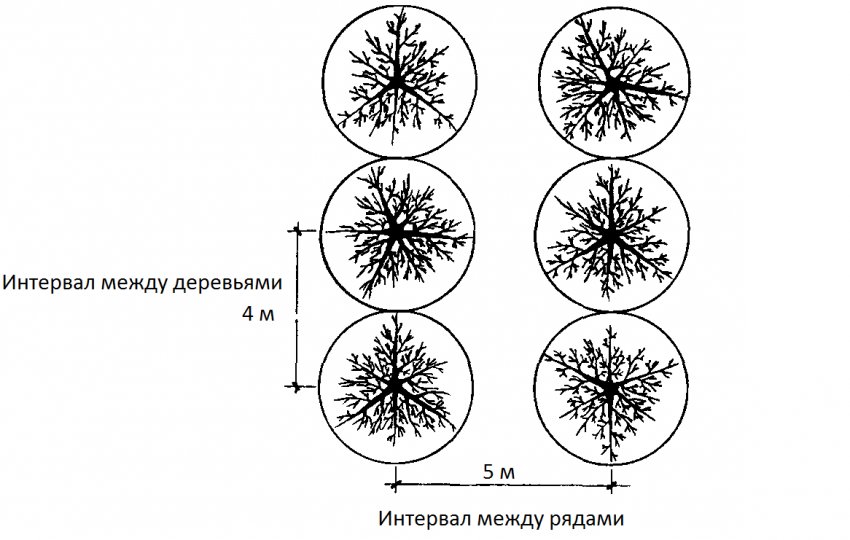 Схема відстані між деревами