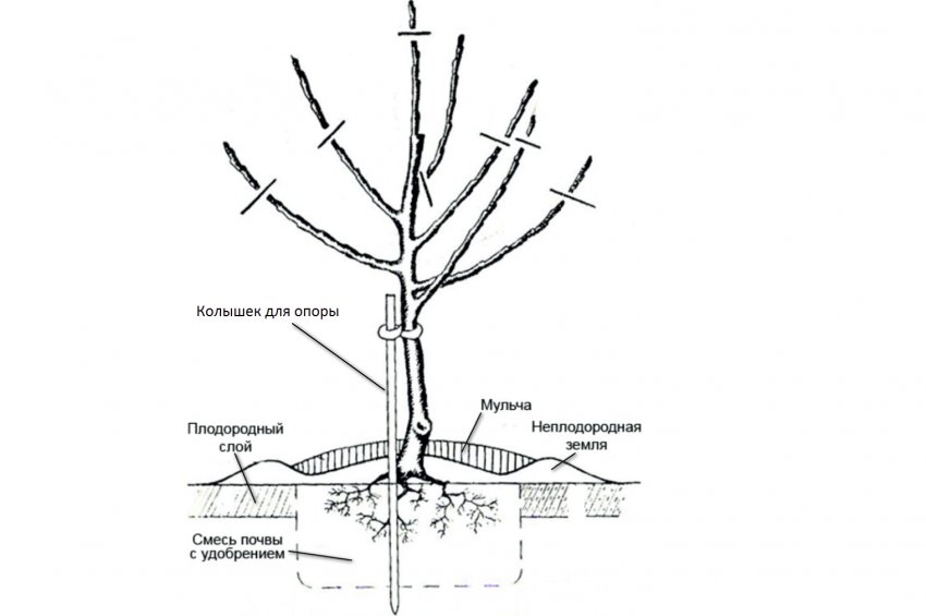 Схема посадки яблуні