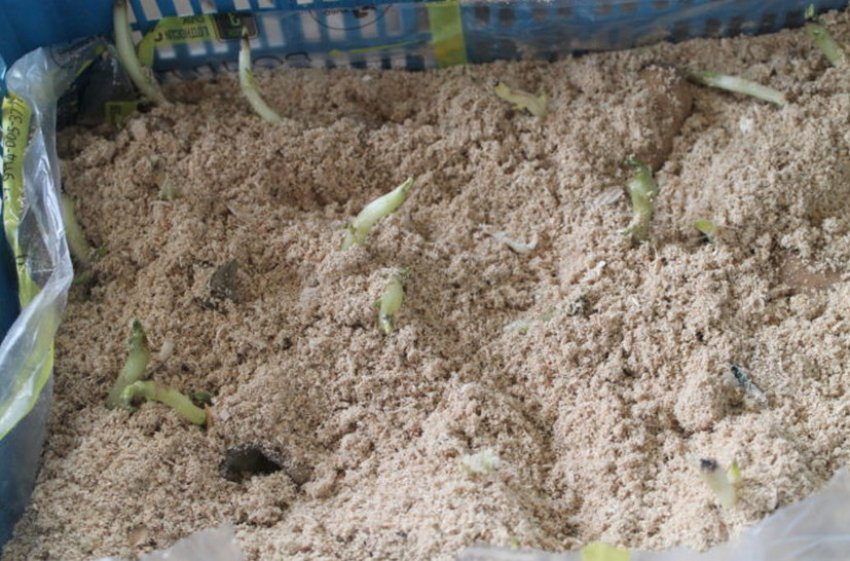 Пророщування картоплі в тирсі Пророщування картоплі в тирсі