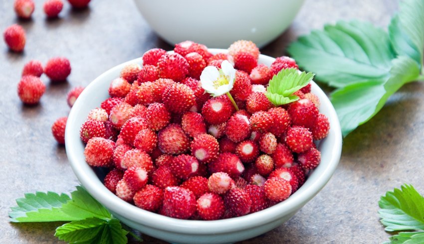 Імпортна полуниця в Україні почала дешевшати Імпортна полуниця в Україні почала дешевшати