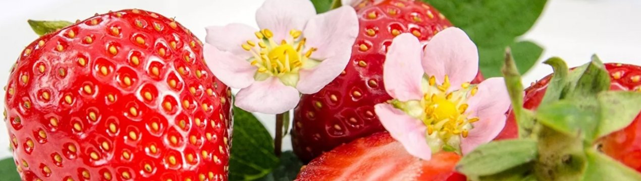 Імпортна полуниця в Україні почала дешевшати