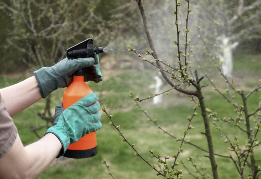 Обприскування яблуні навесні