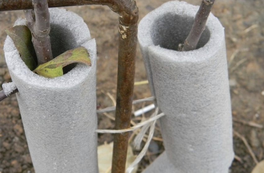 Укриття саджанці яблуні на зиму