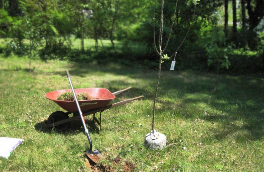 Місце для посадки яблуні