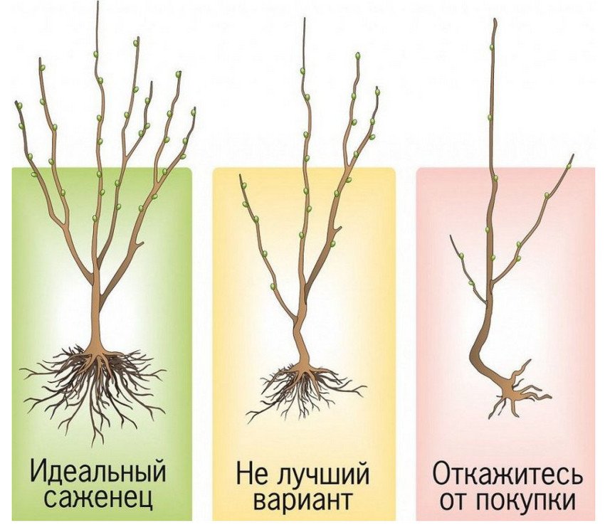 Вибір саджанця