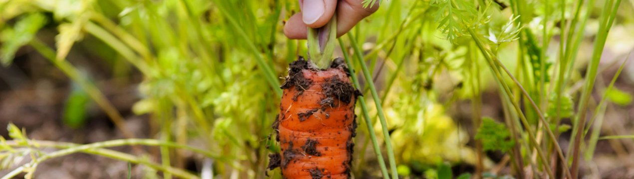 Почему морковь плохо растёт и что с этим можно сделать?