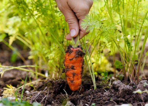 Чому морква погано росте і що з цим можна зробити?