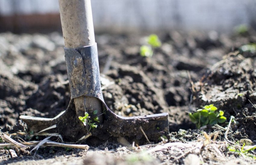 Перекопування яблуні