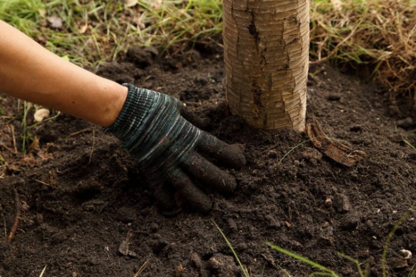 Підживлення яблуні