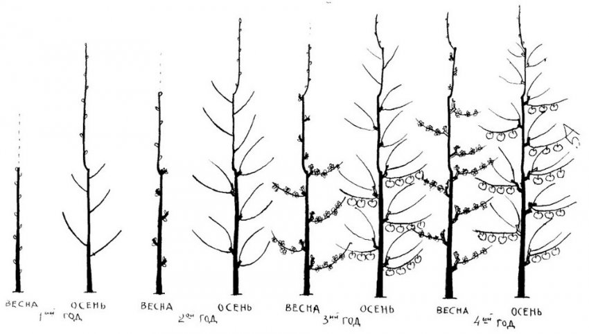 Схема обрізки