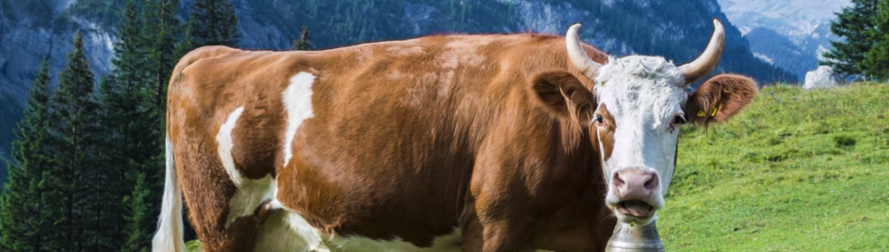 Диктіокаульоз великої рогатої худоби: симптоми та лікування