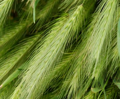 «Нива Переяславщини» почала посів ярого ячменю