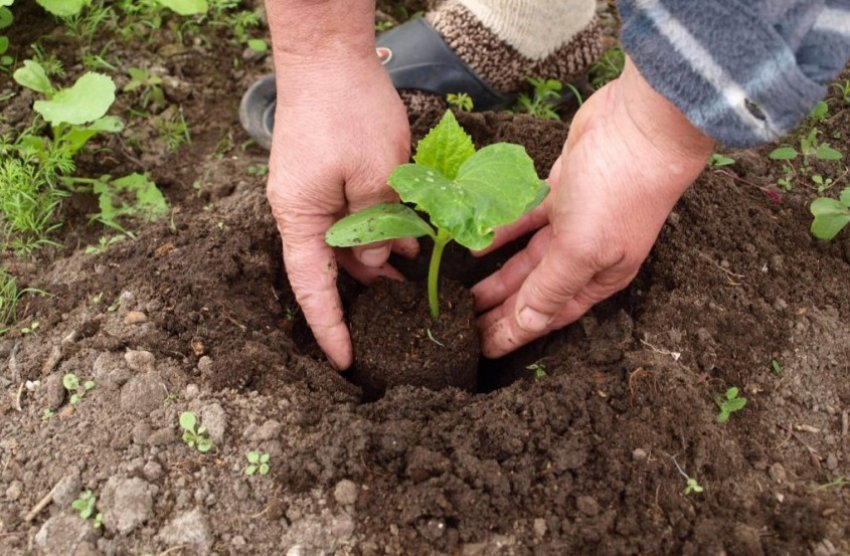 Висадка розсади огірків в грунт Висадка розсади огірків в грунт