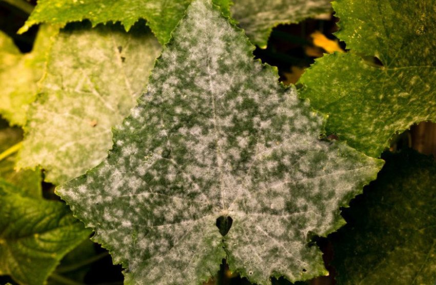 Борошниста роса на огірках Борошниста роса на огірках