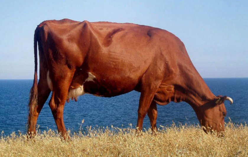 Кетоз у коров