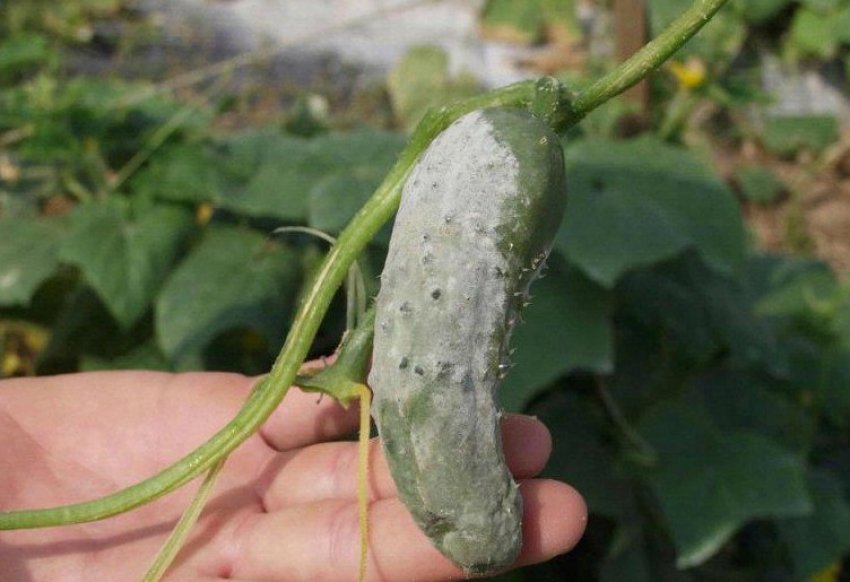 Біла плямистість огірків Біла плямистість огірків
