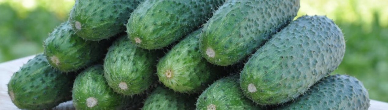 Сорт огірків Чайковський: опис, характеристика, вирощування і догляд
