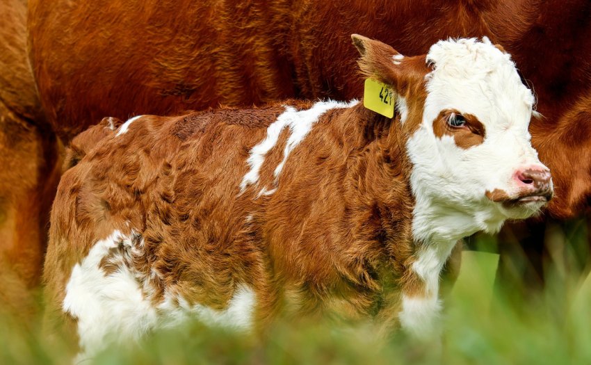 На Ставропіллі виводять універсальних телят нового покоління На Ставропіллі виводять універсальних телят нового покоління