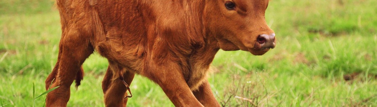 На Ставропіллі виводять універсальних телят нового покоління