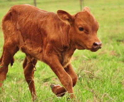 На Ставропіллі виводять універсальних телят нового покоління