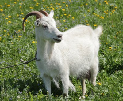 Мастит у кози: причини, симптоми та лікування захворювання