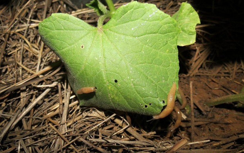 Слимаки на огірках Слимаки на огірках