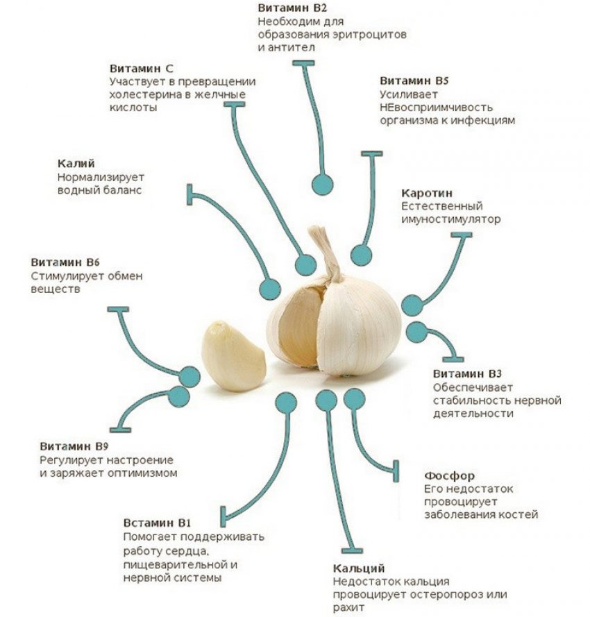 Польза и вред чеснока. Чем полезен чеснок и чем вреден. Полезные свойства чеснока для организма человека. Свойства чеснока на организм человека. Чем полезен чеснок.