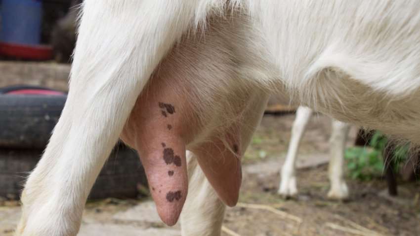 Как лечить мастит у коров народными средствами?