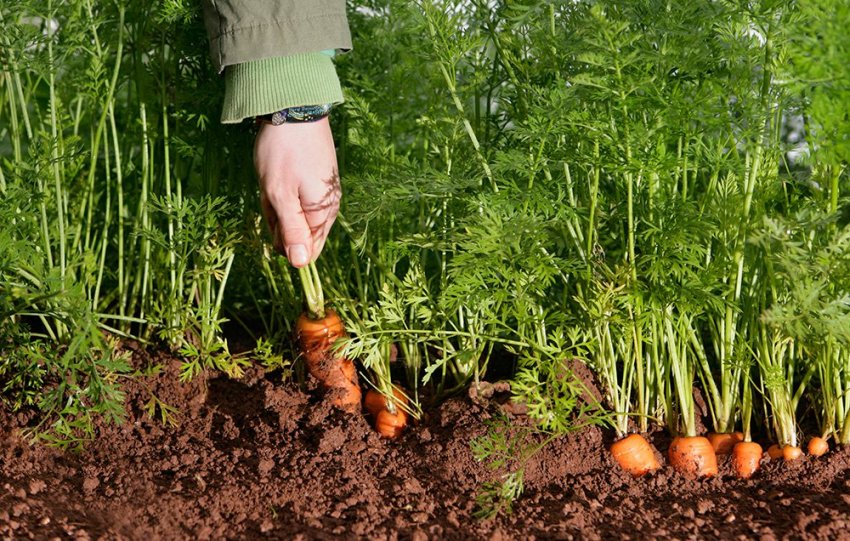 Здоровая морковь на грядках