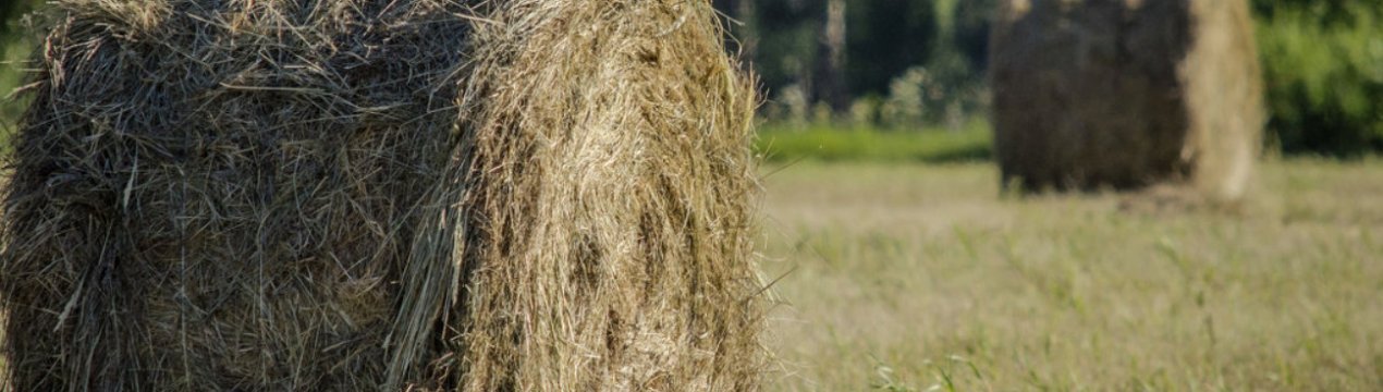 Скільки сіна треба козі на зиму