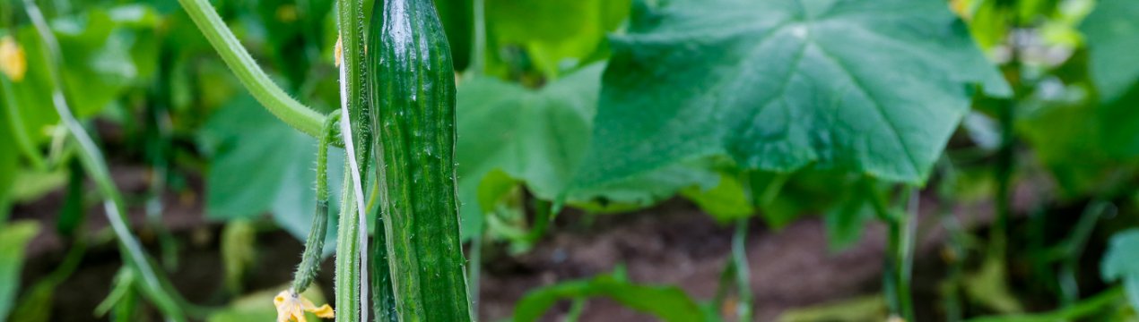 Сорт огірків Стелла: опис, характеристика, вирощування і догляд