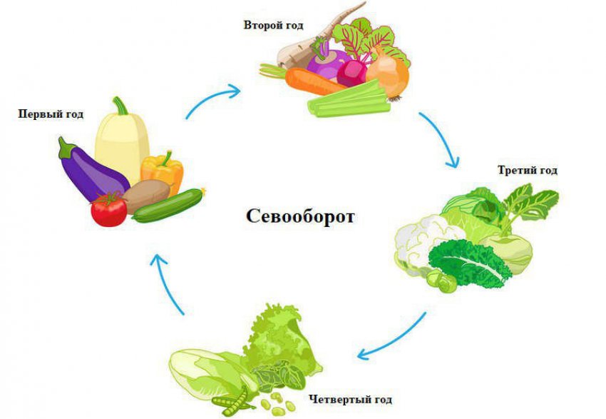Сівозміна культур в городі Сівозміна культур в городі