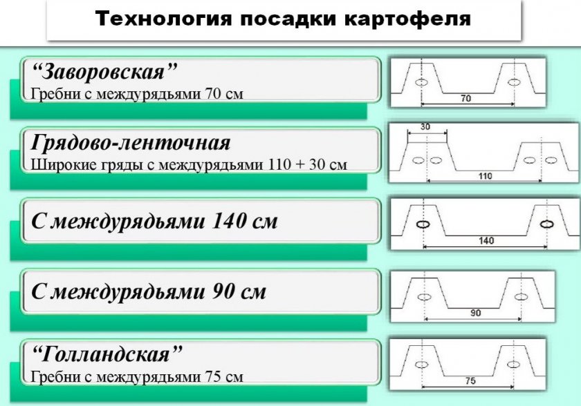 Технология посадки картофеля Технология посадки картофеля