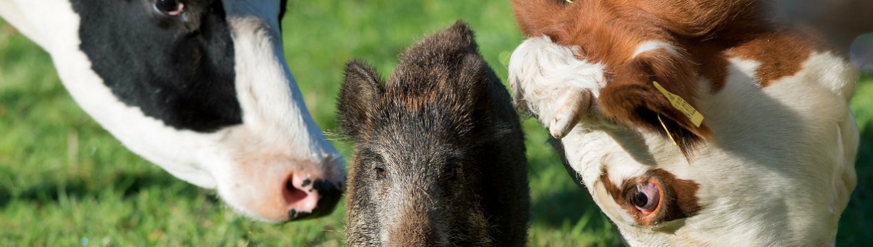 У березні на території РФ виявили майже 150 скажених тварин