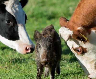 У березні на території РФ виявили майже 150 скажених тварин