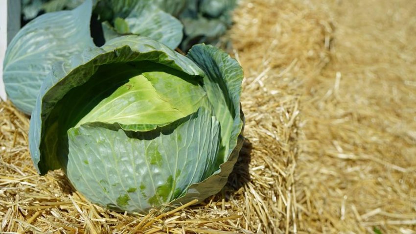 Капуста сорту Центуріон Капуста сорту Центуріон