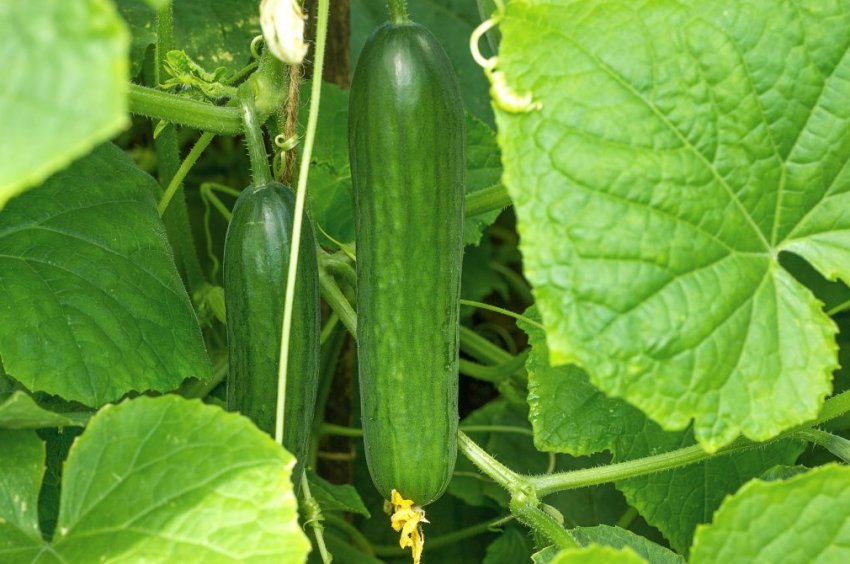 Огірки Стелла Огірки Стелла