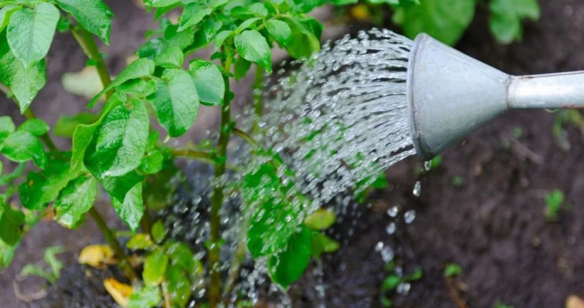 Полив картоплі Полив картоплі