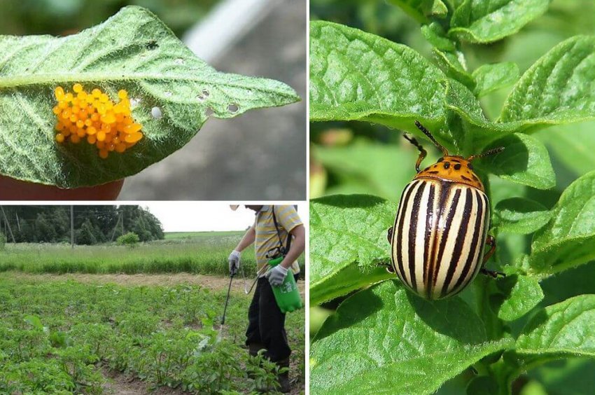 Колорадський жук на картоплі Колорадський жук на картоплі