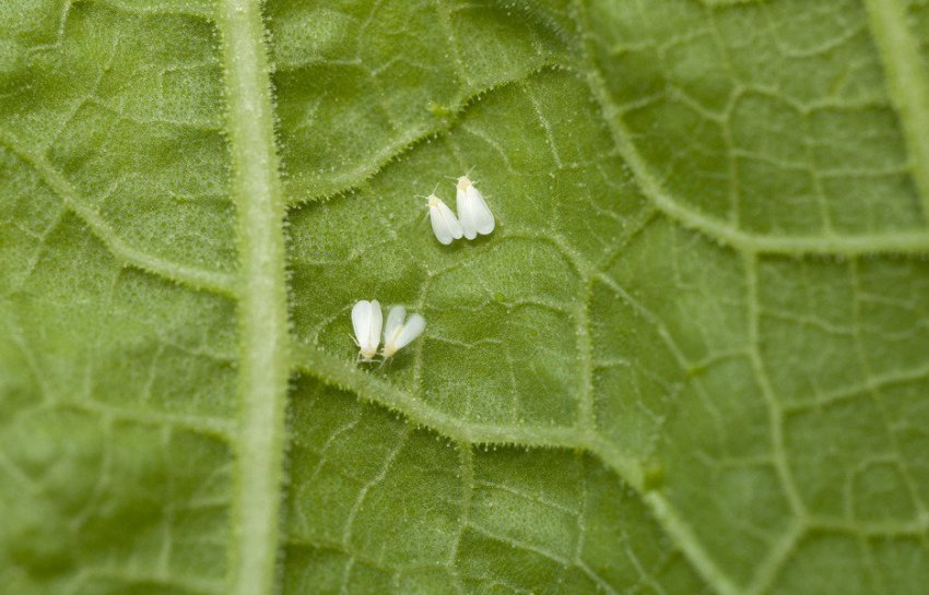 Білокрилка на огірках Білокрилка на огірках