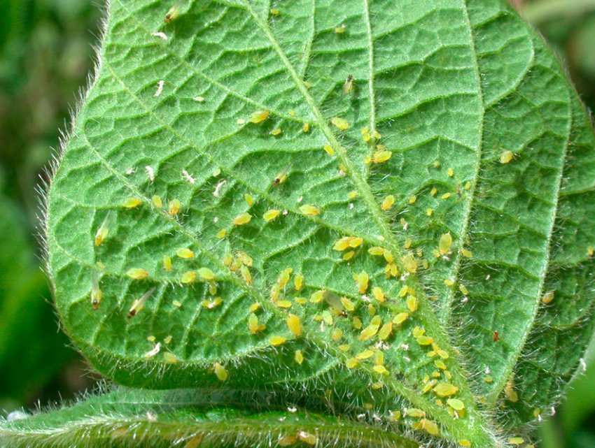 Попелиця на огірках Попелиця на огірках