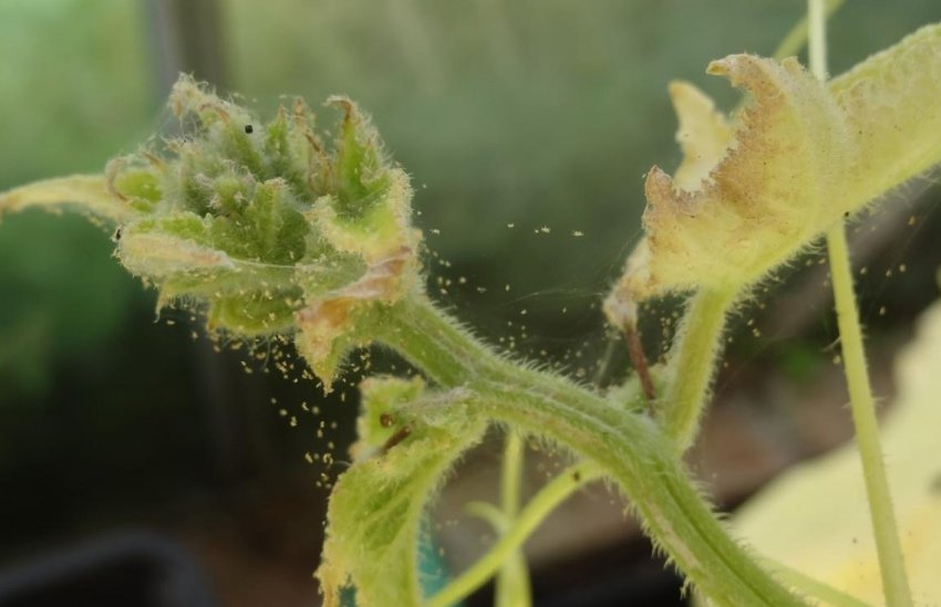 Павутинний кліщ на огірках Павутинний кліщ на огірках